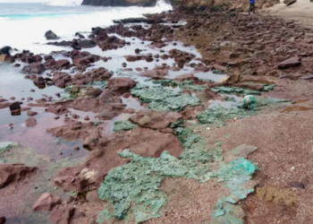 Cientistas identificam pela primeira vez rochas plásticas em ninhos de tartarugas na Ilha de Trindade, evidenciando como resíduos humanos podem se tornar parte da história geológica do planeta.