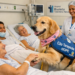 Cão terapeuta chamado Hope ajuda na recuperação de pacientes e humaniza atendimento no Hospital Risoleta Tolentino Neves, em Belo Horizonte.