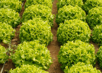 Embrapa inaugura unidade em Nossa Senhora do Livramento para promover fruticultura, piscicultura e sistemas agroflorestais, beneficiando comunidades rurais e fortalecendo a segurança alimentar no Mato Grosso.