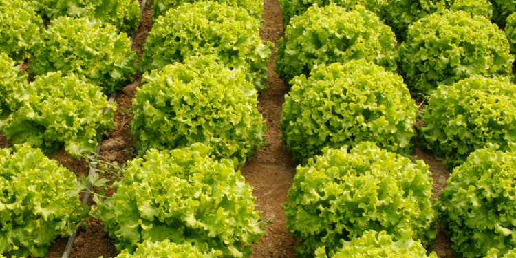Embrapa inaugura unidade em Nossa Senhora do Livramento para promover fruticultura, piscicultura e sistemas agroflorestais, beneficiando comunidades rurais e fortalecendo a segurança alimentar no Mato Grosso.