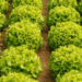 Embrapa inaugura unidade em Nossa Senhora do Livramento para promover fruticultura, piscicultura e sistemas agroflorestais, beneficiando comunidades rurais e fortalecendo a segurança alimentar no Mato Grosso.
