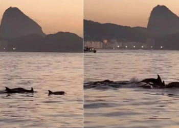 Golfinhos são avistados na Praia do Arpoador, no Rio de Janeiro. Especialistas indicam que presença dos animais reflete boa qualidade ambiental.