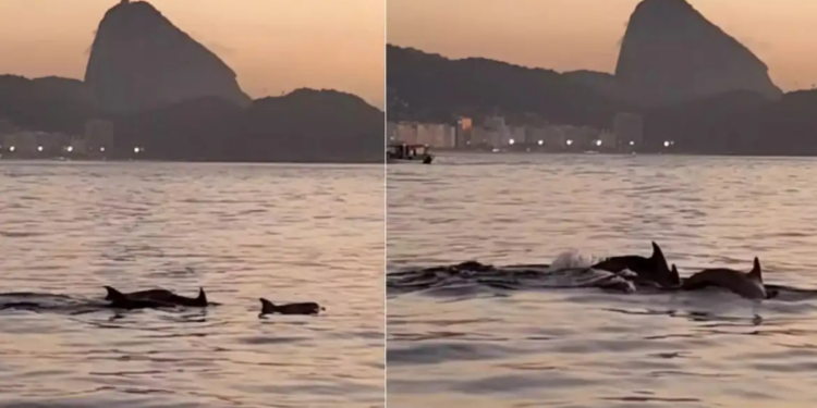 Golfinhos são avistados na Praia do Arpoador, no Rio de Janeiro. Especialistas indicam que presença dos animais reflete boa qualidade ambiental.