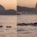 Golfinhos são avistados na Praia do Arpoador, no Rio de Janeiro. Especialistas indicam que presença dos animais reflete boa qualidade ambiental.