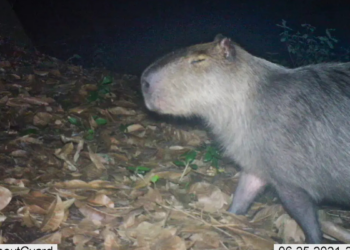 Uma capivara foi brutalmente atacada na Ilha do Governador, no Rio de Janeiro, e corre risco de perder a visão do olho esquerdo. Seis adultos foram presos e dois adolescentes apreendidos pelo crime.