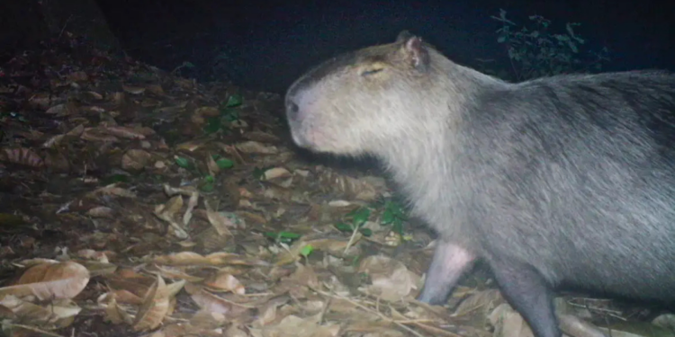 Uma capivara foi brutalmente atacada na Ilha do Governador, no Rio de Janeiro, e corre risco de perder a visão do olho esquerdo. Seis adultos foram presos e dois adolescentes apreendidos pelo crime.