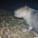 Uma capivara foi brutalmente atacada na Ilha do Governador, no Rio de Janeiro, e corre risco de perder a visão do olho esquerdo. Seis adultos foram presos e dois adolescentes apreendidos pelo crime.