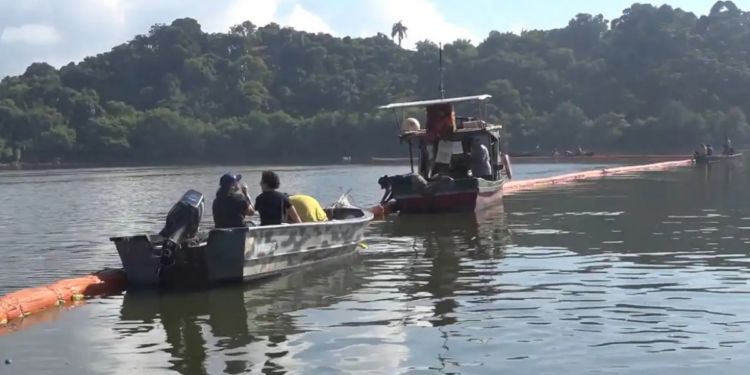 Projeto inovador utiliza cabelo humano para absorver óleo na Baía de Guanabara, ajudando a reduzir a poluição e preservar manguezais no Rio de Janeiro.