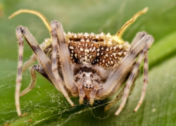 Cientistas identificam Taczanowskia waska, aranha amazônica que simula estar infectada por fungo Cordyceps para atrair presas e se proteger de predadores.