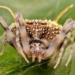 Cientistas identificam Taczanowskia waska, aranha amazônica que simula estar infectada por fungo Cordyceps para atrair presas e se proteger de predadores.