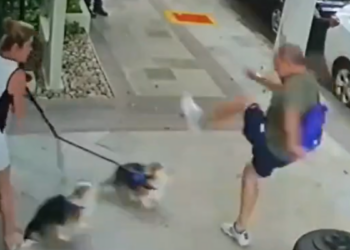 Empresário é condenado em São Paulo por maus-tratos a cães e lesão contra advogada; Justiça determina pena alternativa e proibição de manter animais.