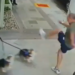 Empresário é condenado em São Paulo por maus-tratos a cães e lesão contra advogada; Justiça determina pena alternativa e proibição de manter animais.