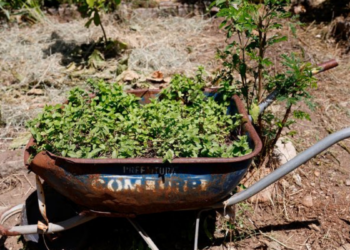 Horta comunitária no Morro do Salgueiro, no Rio, promove renda, alimentação saudável e resgate de saberes com apoio do programa Hortas Cariocas.