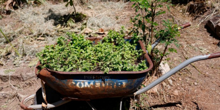 Horta comunitária no Morro do Salgueiro, no Rio, promove renda, alimentação saudável e resgate de saberes com apoio do programa Hortas Cariocas.