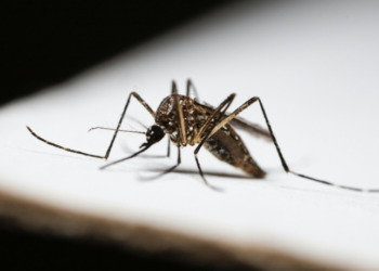 Monitoramento aponta risco de até 2 milhões de casos de dengue no Brasil em 2026. Sudeste deve concentrar maior número de registros.