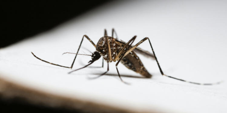 Monitoramento aponta risco de até 2 milhões de casos de dengue no Brasil em 2026. Sudeste deve concentrar maior número de registros.