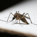 Monitoramento aponta risco de até 2 milhões de casos de dengue no Brasil em 2026. Sudeste deve concentrar maior número de registros.