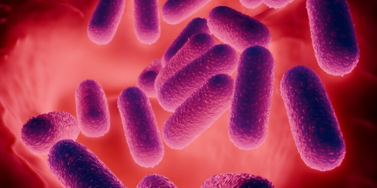 Pesquisa revela ligação entre microbiota intestinal e metabolismo energético.