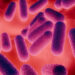 Pesquisa revela ligação entre microbiota intestinal e metabolismo energético.