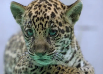 O BioParque Vale Amazônia, em Parauapebas (PA), anuncia o nascimento de Xingu, filhote de onça-pintada, fruto de programa de conservação da espécie e homenagem aos rios da Amazônia.