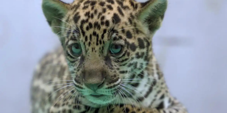 O BioParque Vale Amazônia, em Parauapebas (PA), anuncia o nascimento de Xingu, filhote de onça-pintada, fruto de programa de conservação da espécie e homenagem aos rios da Amazônia.