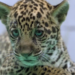 O BioParque Vale Amazônia, em Parauapebas (PA), anuncia o nascimento de Xingu, filhote de onça-pintada, fruto de programa de conservação da espécie e homenagem aos rios da Amazônia.