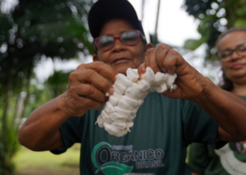 O Grupo de Agricultores Orgânicos da Comunidade da Missão, em Tefé (AM), produz chocolate artesanal de cacau, mantendo técnicas tradicionais e alcançando certificação orgânica, fortalecendo a economia local.