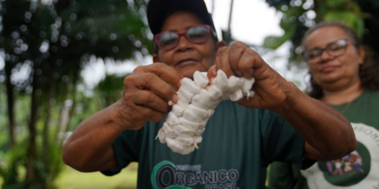 O Grupo de Agricultores Orgânicos da Comunidade da Missão, em Tefé (AM), produz chocolate artesanal de cacau, mantendo técnicas tradicionais e alcançando certificação orgânica, fortalecendo a economia local.