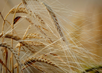 Preços internacionais dos alimentos sobem 2,4% em março, segundo a FAO. Alta é puxada por energia cara, conflitos e commodities como óleos e açúcar, gerando alerta global.