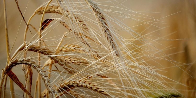 Preços internacionais dos alimentos sobem 2,4% em março, segundo a FAO. Alta é puxada por energia cara, conflitos e commodities como óleos e açúcar, gerando alerta global.
