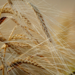 Preços internacionais dos alimentos sobem 2,4% em março, segundo a FAO. Alta é puxada por energia cara, conflitos e commodities como óleos e açúcar, gerando alerta global.
