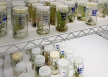 Pesquisa da UFRJ avança na biotecnologia vegetal ao identificar genes que controlam o crescimento de plantas, com potencial para aumentar produtividade agrícola.