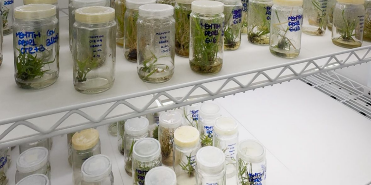 Pesquisa da UFRJ avança na biotecnologia vegetal ao identificar genes que controlam o crescimento de plantas, com potencial para aumentar produtividade agrícola.