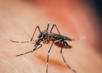 Estudo da Fiocruz revela que dengue pode aumentar risco da Síndrome de Guillain-Barré em até 30 vezes nas primeiras semanas após a infecção.