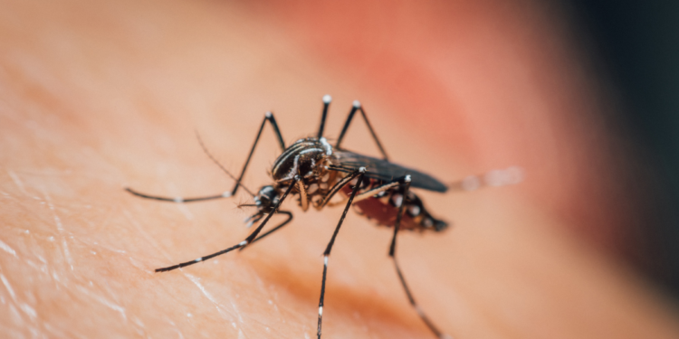 Estudo da Fiocruz revela que dengue pode aumentar risco da Síndrome de Guillain-Barré em até 30 vezes nas primeiras semanas após a infecção.