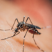 Estudo da Fiocruz revela que dengue pode aumentar risco da Síndrome de Guillain-Barré em até 30 vezes nas primeiras semanas após a infecção.
