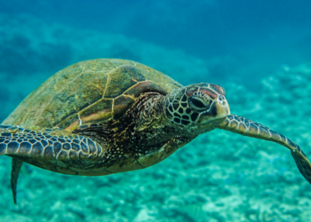 Em Arraial do Cabo, pesquisadores estudam tartarugas marinhas para entender migração, saúde e impactos humanos em ecossistemas costeiros.