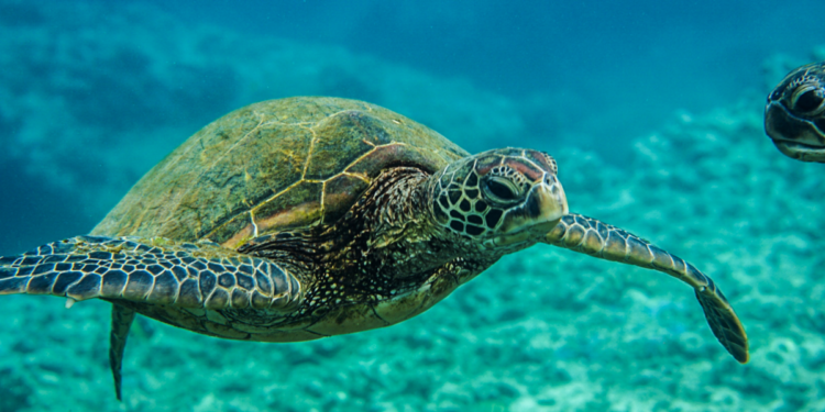 Em Arraial do Cabo, pesquisadores estudam tartarugas marinhas para entender migração, saúde e impactos humanos em ecossistemas costeiros.