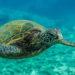 Em Arraial do Cabo, pesquisadores estudam tartarugas marinhas para entender migração, saúde e impactos humanos em ecossistemas costeiros.