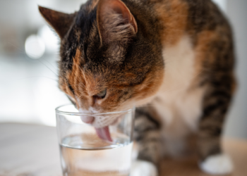 Especialistas destacam a importância da hidratação de cães e gatos na prevenção de doenças renais, especialmente em animais idosos.