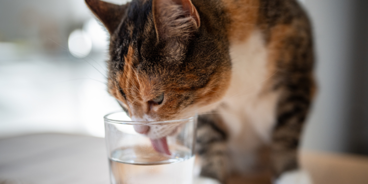 Especialistas destacam a importância da hidratação de cães e gatos na prevenção de doenças renais, especialmente em animais idosos.
