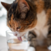 Especialistas destacam a importância da hidratação de cães e gatos na prevenção de doenças renais, especialmente em animais idosos.