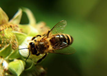 Ceará investe na criação de abelhas sem ferrão em meliponários no Parque do Cocó, fortalecendo a preservação ambiental e a biodiversidade.