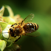 Ceará investe na criação de abelhas sem ferrão em meliponários no Parque do Cocó, fortalecendo a preservação ambiental e a biodiversidade.