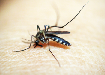 Dengue pode desencadear síndrome neurológica rara, diz Fiocruz.