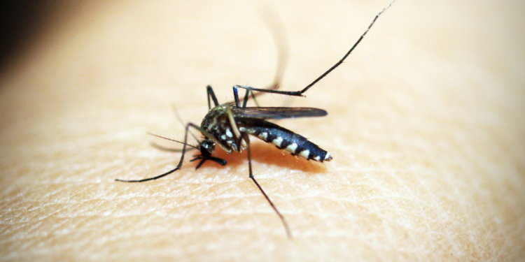Dengue pode desencadear síndrome neurológica rara, diz Fiocruz.
