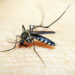 Dengue pode desencadear síndrome neurológica rara, diz Fiocruz.