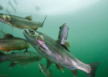 Estudo mostra que substâncias derivadas da cocaína alteram comportamento de peixes e acendem alerta sobre poluição em rios.