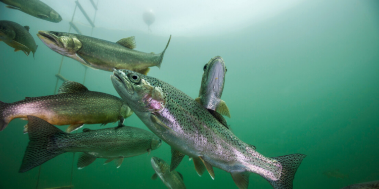 Estudo mostra que substâncias derivadas da cocaína alteram comportamento de peixes e acendem alerta sobre poluição em rios.