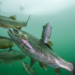 Estudo mostra que substâncias derivadas da cocaína alteram comportamento de peixes e acendem alerta sobre poluição em rios.